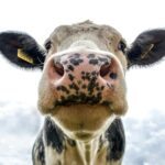 Police wanted to crush the cow to death to protect public health